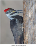 5936 Pileated Woodpecker.jpg