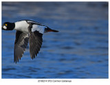 5703 SERIES - Common Goldeneye.jpg