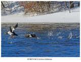 5612 Common Goldeneye.jpg