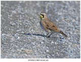 7155 Horned Lark.jpg