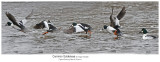 7172 7184 Common Goldeneye_r1.jpg