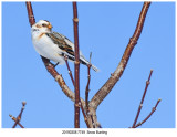 7749 Snow Bunting.jpg