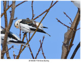 20190308 7739 Snow Bunting.jpg