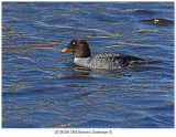 7865 Barrow’s Goldeneye.jpg