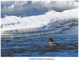 7939 Barrow’s Goldeneye.jpg
