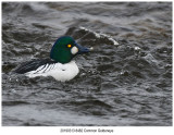 8482 Common Goldeneye.jpg