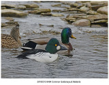 20190313 8494 Common Goldeneye Mallards.jpg