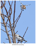 7691 Snow Bunting2.jpg