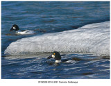 8374 8391 Common_Goldeneye.jpg