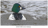 8468 Common Goldeneye.jpg