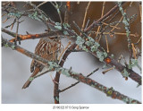 8713 Song Sparrow.jpg