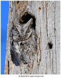 8816 Eastern Screech Owl.jpg