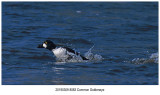 8083 Common Goldeneye.jpg