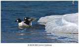 8060 Common Goldeneye.jpg
