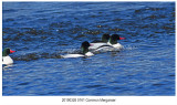 0161 Common Merganser.jpg