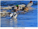 9805 Common Merganser.jpg