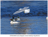 8980 Common Merganser etc.jpg