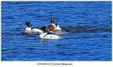 0215 Common Mergansers.jpg