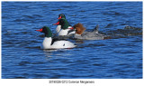 0212 Common Merganser.jpg