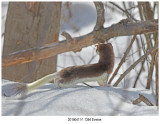 20190411-1 1264 Ermine r1r1r4.jpg