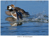 1359 SERIES- Hooded Merganser.jpg