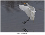 1789 Great Egret r1.jpg