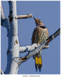 1386 Northern Flicker.jpg