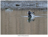 1916 Ringnecked Ducks.jpg