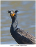 2470 Double-crested Cormorant.jpg