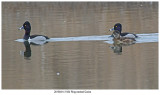 1934 Ringnecked Duck.jpg