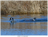1571 Canada Goose.jpg