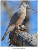 3095 Coopers Hawk.jpg