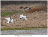 2926 Trumpeter Swans (stained).jpg