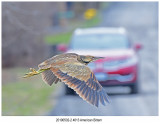 4613 American Bittern.jpg