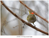 3151 Rubycrowned Kinglet.jpg