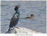 201904221 2455 Doublecrested Cormorant.jpg