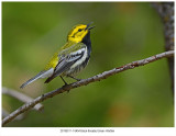 6454 Blackthroated Green Warbler.jpg