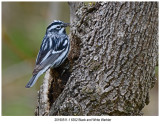 6352 Black and White Warbler.jpg