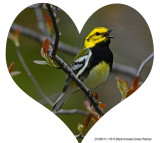 6513 Black-throated Green Warbler.jpg