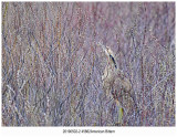 4586 American Bittern.jpg