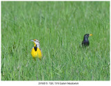 7320, 7319 Eastern Meadowlark.jpg