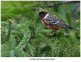 8641 Bay-breasted Warbler.jpg