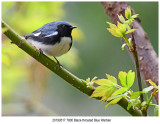 7800 Black-throated Blue Warbler.jpg