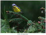 8578 Magnolia Warbler.jpg