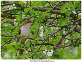 0781 Black-billed Cuckoo.jpg