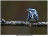 6303 Black and White Warbler.jpg