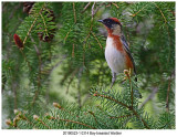 0314 Bay-breasted Warbler.jpg