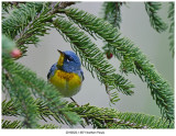 8971 Northern Parula.jpg