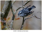 6409 Black and White Warbler.jpg