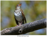 9648 Wood Thrush.jpg